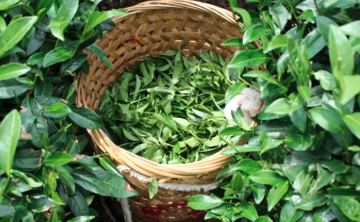 上饶茶叶及茶制品检测,茶叶及茶制品检测费用,茶叶及茶制品检测机构,茶叶及茶制品检测项目
